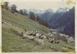 Capre al pascolo presso l'alpe Campo (1969)
